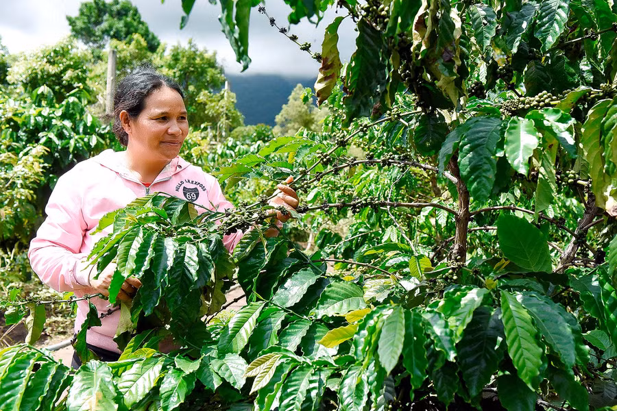 8.Chị Kem (làng Chrơng II) cho biết: “Gia đình tôi trồng 200 cây cà phê, 400 trụ hồ tiêu, 200 cây mít Thái, 3 ha bời lời, 2 sào lúa… Mỗi năm, gia đình thu nhập trên 100 triệu đồng”.