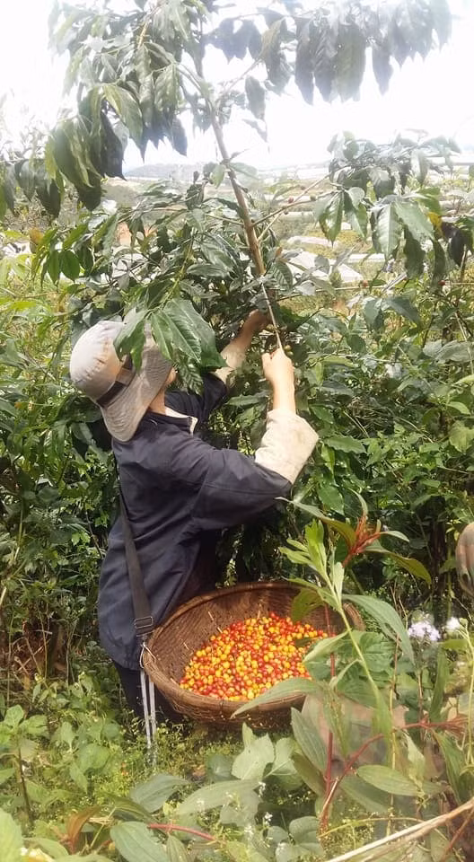 Phương Linh làm việc tại nông trại cà phê. Ảnh: NVCC
