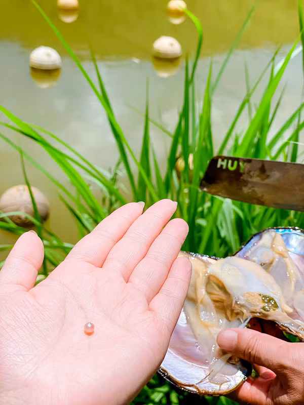 Ngọc hình thành trong thịt trai