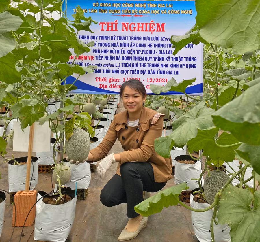 Thạc sĩ Trần Thị Hoàng Nguyên bên vườn dưa lưới thực nghiệm. Ảnh: T.B.Đ