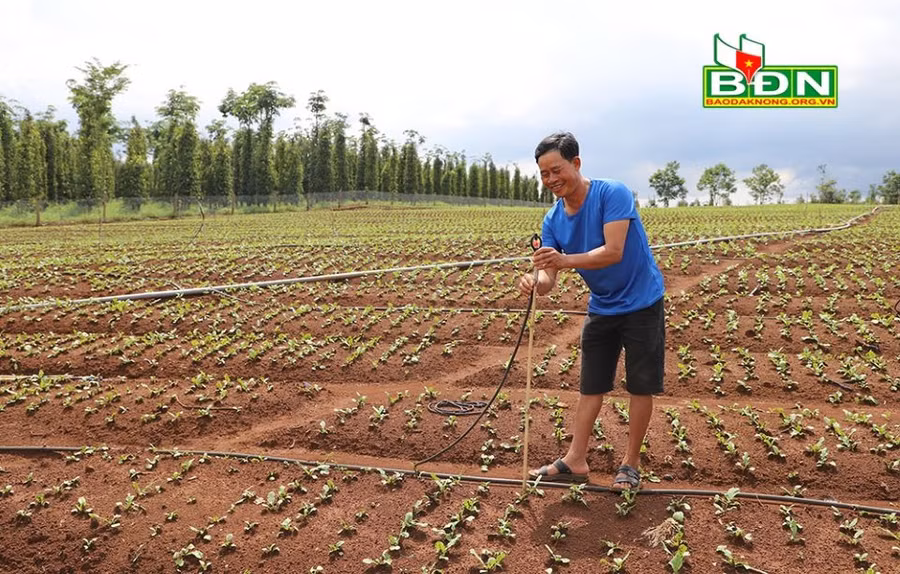 Đưa hệ thống tưới béc vào chăm sóc cây cà tím tại các mô hình liên kết với doanh nghiệp.