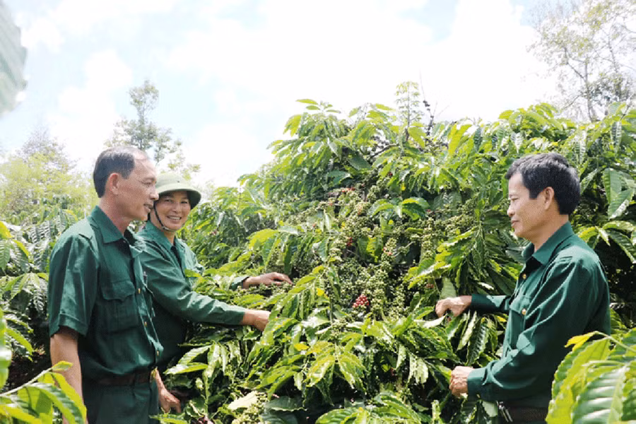  Các CCB tham quan vườn cà phê của gia đình hội viên ở xã Ia Sao (huyện Ia Grai) năm 2017. Ảnh: Hồng Thương