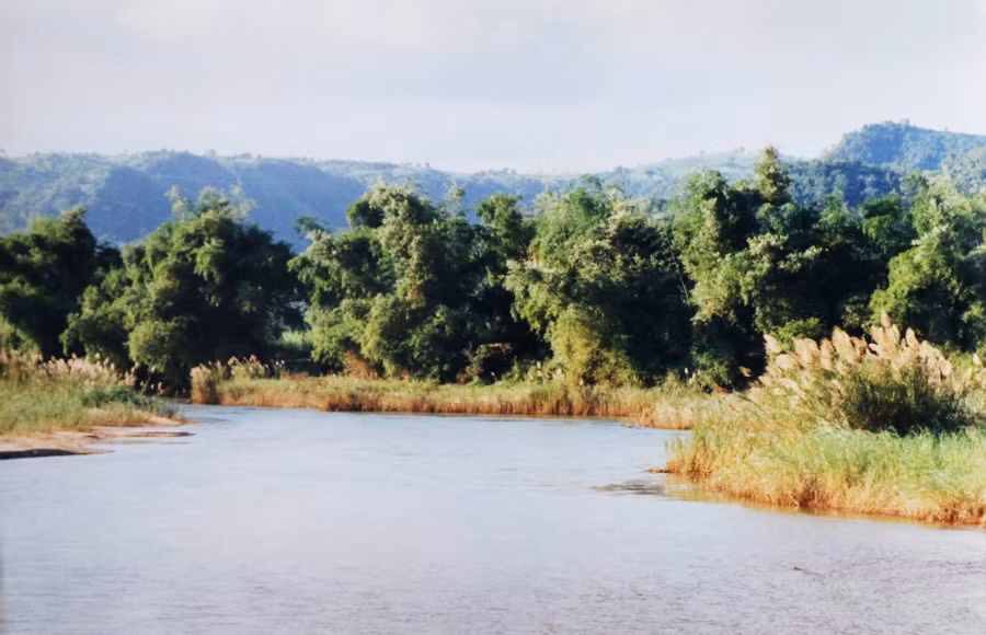 Chiều vàng bên những bờ lau lách xào xạc trong gió sông Kỳ Lộ, đoạn chảy qua KP.Long Hà, TT.La Hai, H.Đồng Xuân. Sông ở miền núi Phú Yên đi qua nhiều đồi dốc nên dòng chảy thường thay đổi, bên lở bên bồi liên tục tạo ra những khúc quanh hiểm hóc nhưng rất đẹp. ẢNH: VÕ TIẾN