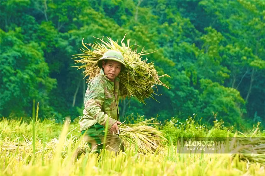 Vào những ngày này, người dân đang khẩn trương thu hoạch lúa trên những thửa ruộng. Tạo nên không khí rộn ràng mỗi sớm tinh mơ hoặc buổi chiều tà. Vào những ngày này, người dân đang khẩn trương thu hoạch lúa trên những thửa ruộng. Tạo nên không khí rộn ràng mỗi sớm tinh mơ hoặc buổi chiều tà.