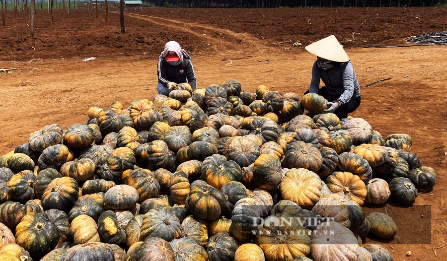 Hàng trăm tấn bí đỏ của nông dân xã Ea Drơng, huyện Cư M'Gar (Đắk Lắk) bị ùn ứ. Ảnh: Duy Hậu.