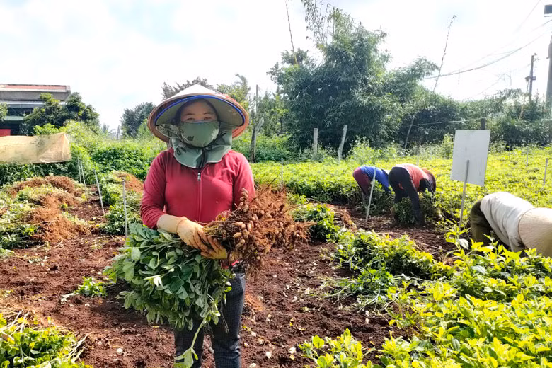 Chị Phạm Thị Hương, thị trấn Liên Nghĩa, huyện Đức Trọng, tỉnh Lâm Đồng) bên vườn lạc đen bội thu.