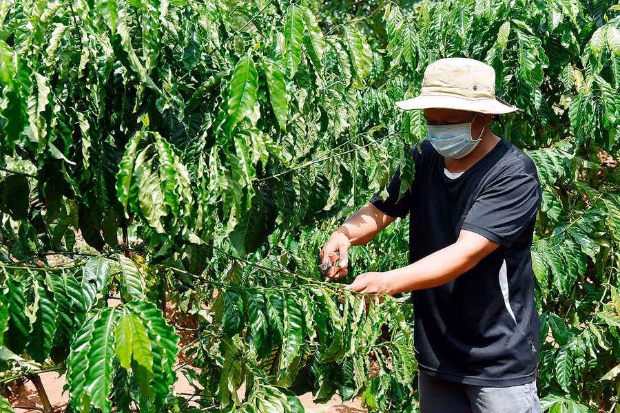 Nhờ chăm chỉ làm ăn, hiện nay gia đình anh đã có thu nhập gần 100 triệu đồng/năm. Anh Tông bày tỏ: “Được Chương trình 135 hỗ trợ bò giống, Hội Nnông dân xã giúp vay vốn Ngân hàng Chính sách Xã hội có tiền đầu tư làm thêm 8 sào cà phê, 1 ha mỳ và chăn nuôi 5 con bò nên hiện cuộc sống của gia đình đã khấm khá hẳn lên, thu nhập từ việc nuôi bò và làm cà phê đã giúp cho gia thoát nghèo và có thu nhập ổn định