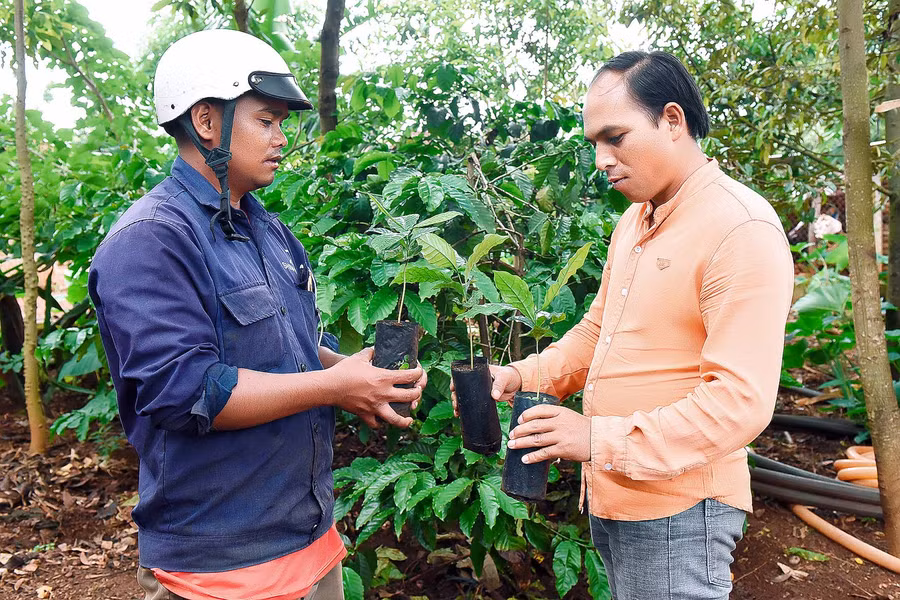 Người dân (xã Ia Tiêm, huyện Chư Sê) nhận giống cà phê để tái canh.