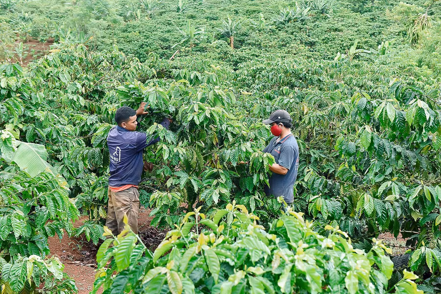 Thực hiện chủ trương tái canh cà phê, nhiều hộ nông dân huyện Chư Sê đã nâng cao hiệu quả kinh tế gia đình trên cùng một đơn vị diện tích.