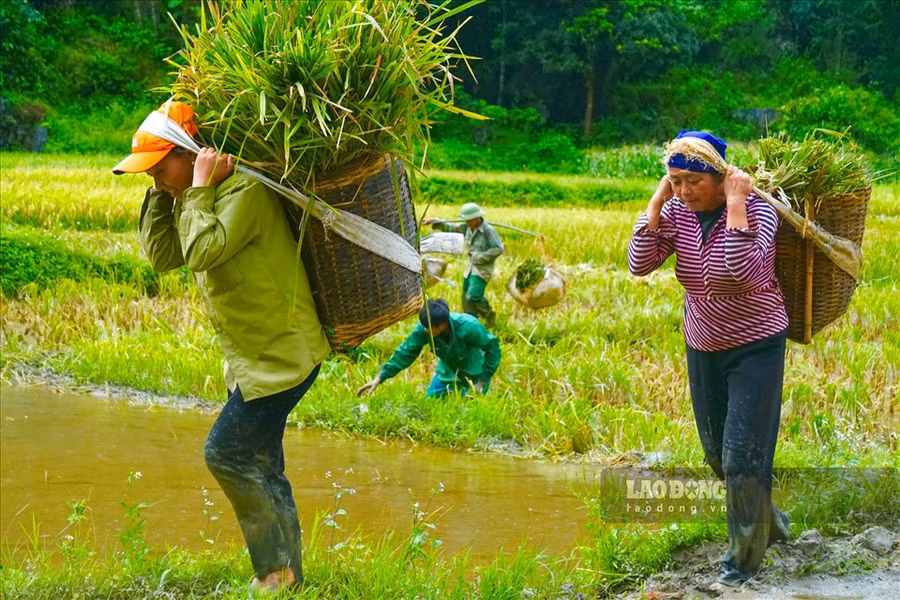 Theo nhiều người dân tại xã Thành Sơn, năm nay lúa được mùa nên người dân khá phấn khởi và thường thức dậy lúc sáng tinh mơ để thu hoạch. Lúa sau khi thu hoạch được cho vào những chiếc gùi, mang về nhà để tuốt và phơi khô. Theo nhiều người dân tại xã Thành Sơn, năm nay lúa được mùa nên người dân khá phấn khởi và thường thức dậy lúc sáng tinh mơ để thu hoạch. Lúa sau khi thu hoạch được cho vào những chiếc gùi, mang về nhà để tuốt và phơi khô.