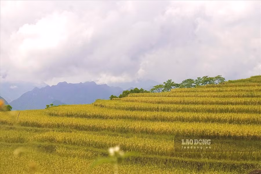 Những thửa ruộng bậc thang tầng tầng, lớp lớp và vàng óng giữa núi rừng. Những thửa ruộng bậc thang tầng tầng, lớp lớp và vàng óng giữa núi rừng.