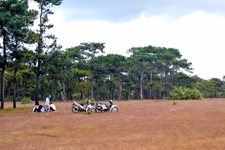 Nhà đầu tư cam kết giữ lại phần lớn diện tích rừng trồng thông này, chỉ di thực những cây nằm trên đường golf hoặc các công trình xây dựng khác để trồng vào các vị trí phù hợp