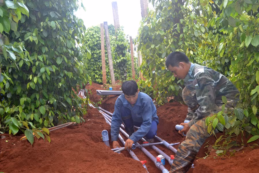 Lắp đặt hệ thống tưới tiết kiệm cho cây hồ tiêu. Ảnh: L.N
