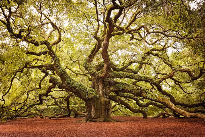 Cây sồi thiên thần ở miền Nam Carolina, Mỹ.