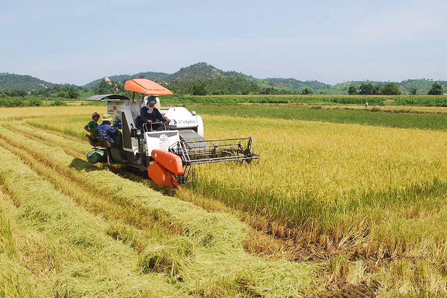 Xây dựng cánh đồng mẫu lớn là chủ trương của tỉnh về phát triển nông nghiệp. Ảnh: Đ.T