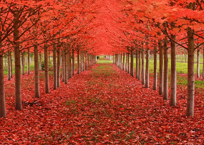 Một đường hầm hình thành từ cây gỗ thích ở Oregon (Mỹ).