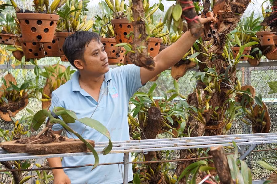 Nguyễn Chí Nguyên chăm sóc phong lan.