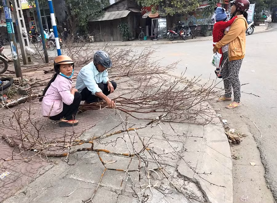 Mai rừng bứng nguyên gốc. Ảnh: Trần Đức