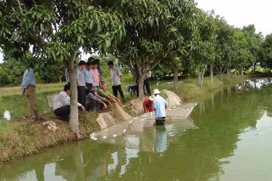 Mô hình nuôi cá nước ngọt giúp nhiều hộ ở xã Chư A Thai nâng cao thu nhập. Ảnh: H.T Mô hình nuôi cá nước ngọt giúp nhiều hộ ở xã Chư A Thai nâng cao thu nhập. Ảnh: H.T