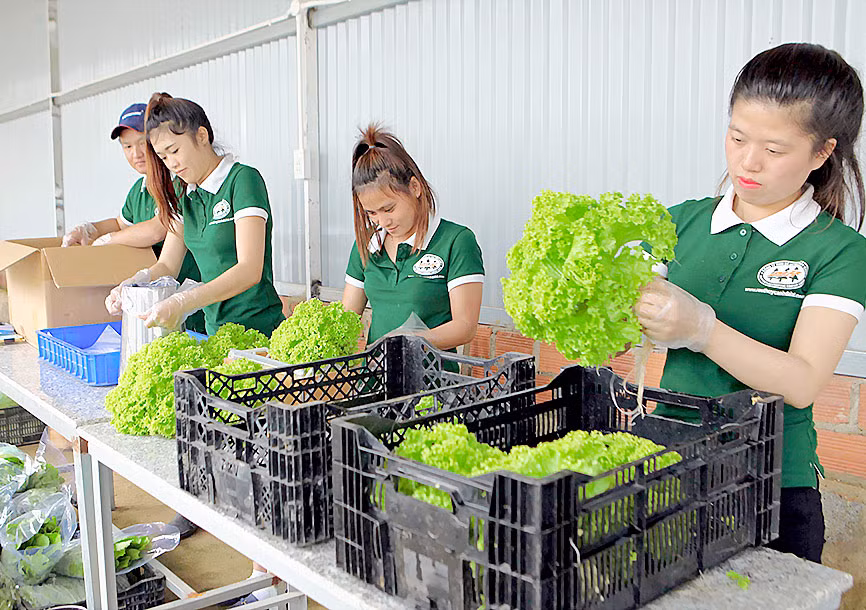 Đóng gói rau thủy canh tại Đà Lạt trước khi đưa ra thị trường tết.