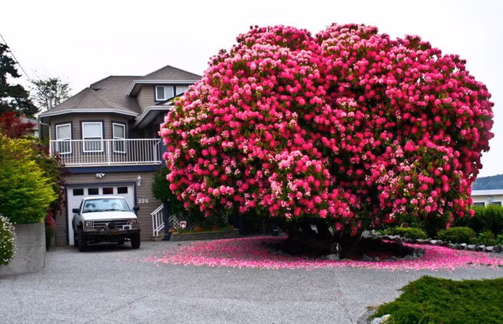 Cây đỗ quyên 125 tuổi ở Canada.