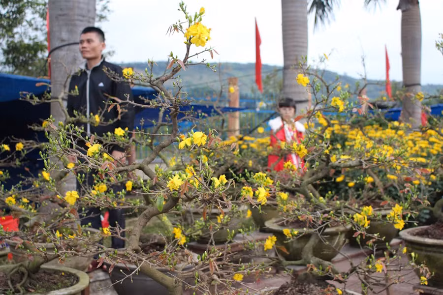 Mai vàng khoe sắc.