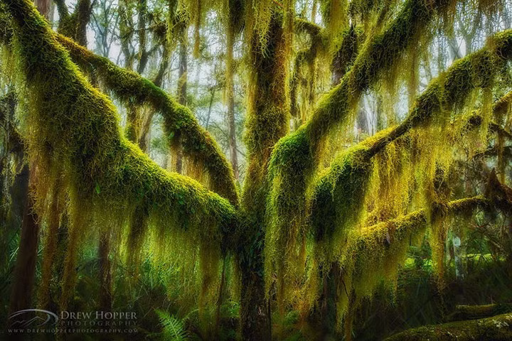 Một cây sồi phủ đầy rêu ở phía Nam Oregon, Mỹ.