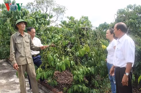 Ông Nguyễn Lưu đoàn chia sẻ về kinh nghiệm chăm sóc cà phê, hồ tiêu.