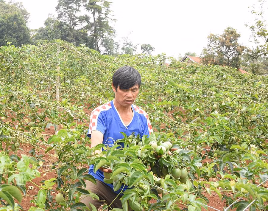 Vườn chanh dây với diện tích 1ha của ông Hùng chuẩn bị váo vụ thu hoạch mới. Ảnh: N.S
