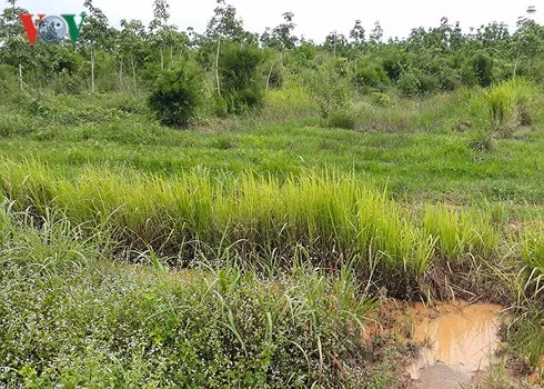 Rừng bị phá để trồng cao su, nhưng cao su bị bỏ hoang thành rừng