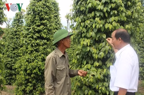 Ông Nguyễn Lưu Đoàn (đội mũ cối) bên vườn tiêu xanh tốt