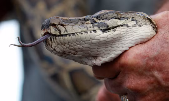 Các nhà nghiên cứu tại bang Florida - Mỹ, đã phát hiện ra loài 