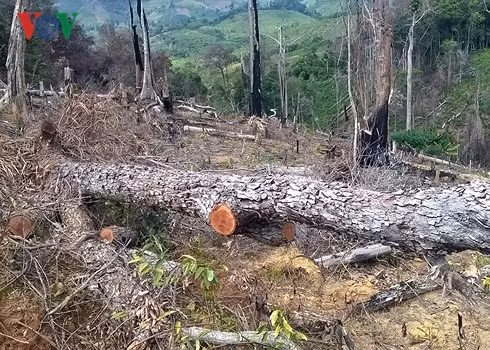 Tỉnh ký quyết định cho thuê rừng nhưng không ràng buộc trách nhiệm.