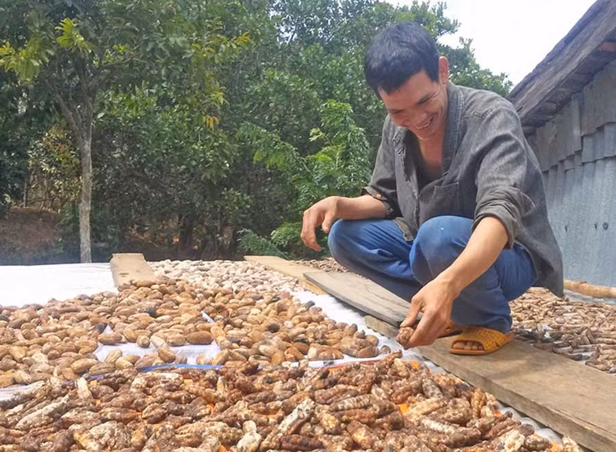  Người dân Ia Kreng phơi chuối rừng trước khi đem bán. Ảnh: L.H