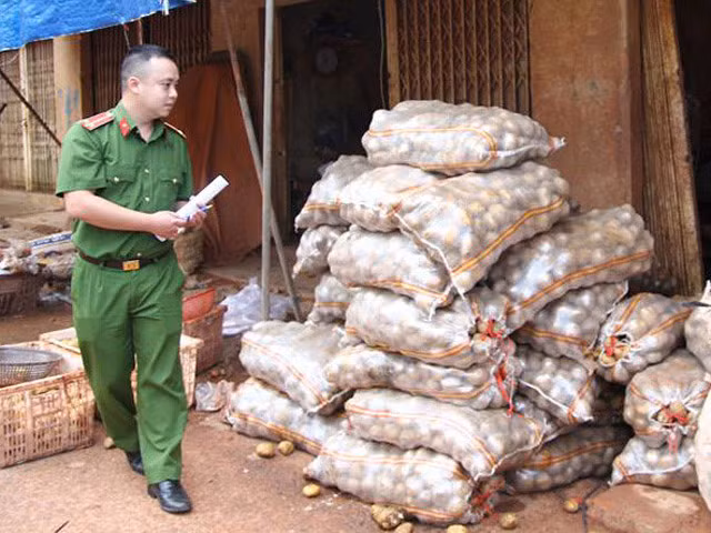 Lực lượng chức năng thu giữ lượng khoai tây Trung Quốc bị phù phép. Ảnh: Minh Lộc.