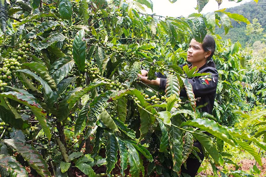  Cây cà phê vối đang giúp người dân làng Đê Pral từng bước ổn định cuộc sống. Ảnh: Hồng Thi