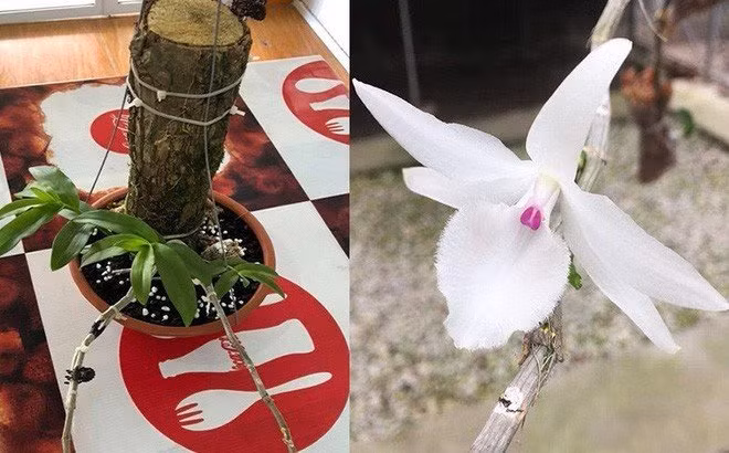 Cận cảnh vẻ đẹp của giò lan phi điệp đột biến gen khiến nhiều dân chơi mê đắm. Ảnh: Công an Đà nẵng online