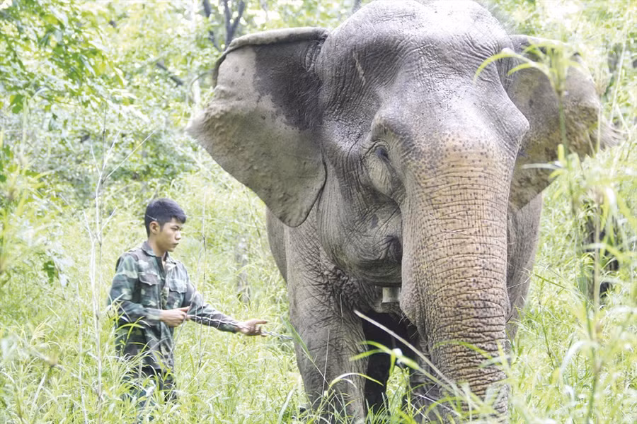 Voi không bị bắt làm du lịch sẽ có điều kiện để sinh hoạt, có không gian “yêu đương” nhiều hơn. Voi không bị bắt làm du lịch sẽ có điều kiện để sinh hoạt, có không gian “yêu đương” nhiều hơn.