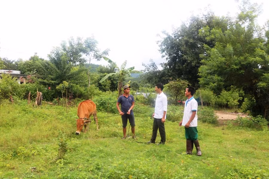  Anh Đinh Thâm được cán bộ Hội Nông dân xã hướng dẫn kỹ thuật chăm sóc và phòng bệnh cho bò. Ảnh: Hồng Thương