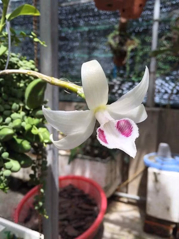 Bông hoa lan phi điệp 5ct mắt xước trên chậu hoa giá 2,7 tỷ đồng vừa giao dịch thành công. Bông hoa lan phi điệp 5ct mắt xước trên chậu hoa giá 2,7 tỷ đồng vừa giao dịch thành công.