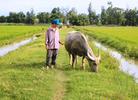 Trâu, bò người dân xã An Ninh muốn ra đồng phải đóng phí. Ảnh: Hoàng Phúc