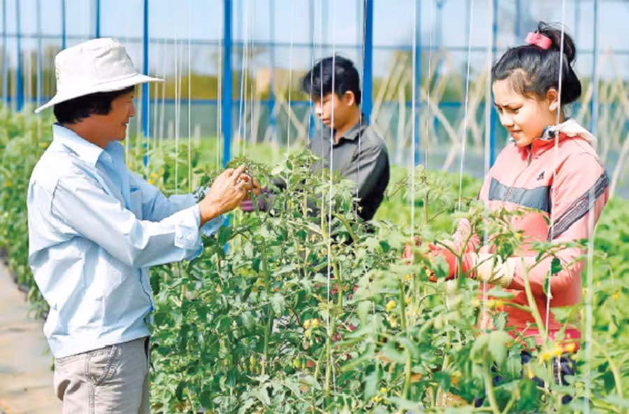 Trồng rau công nghệ cao tại Công ty Hương Đất An Phú (TP. Pleiku). Ảnh: Đ.T