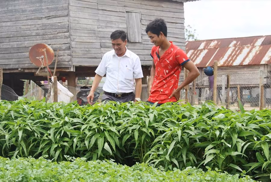  Ông Nguyễn Văn Y (áo trắng) đi thăm vườn rau của người dân làng Pông. Ảnh: B.L
