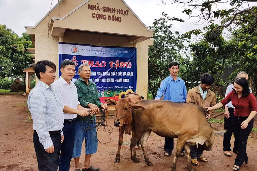  Tặng bò cho gia đình NNCĐDC/dioxin trên địa bàn huyện Chư Sê. Ảnh: N.X.T