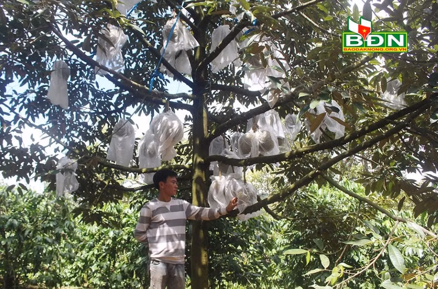 Trung bình mỗi cây sầu riêng trồng theo phương pháp tự nhiên đạt trên 1 tạ quả.