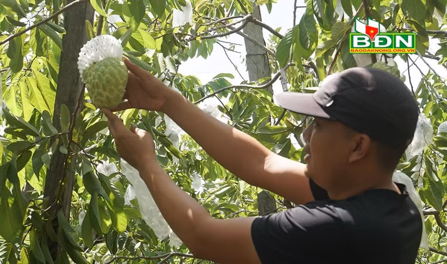 Quả na Thái được tuyển lựa và bọc từ nhỏ để phòng sâu hại, tạo mẫu mã đẹp.