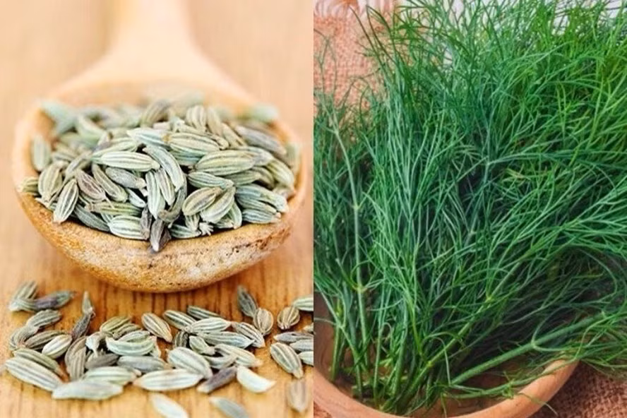 Rau thì là rất phổ biến trong các món ăn hàng ngày nhưng không phải ai cũng biết về những lợi ích sức khỏe từ loại thực phẩm này. Ảnh đồ họa: Minh Anh