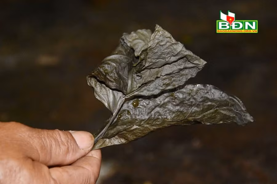 Lá Rnhao có thể phơi khô cất trữ trong gian bếp để dùng dần