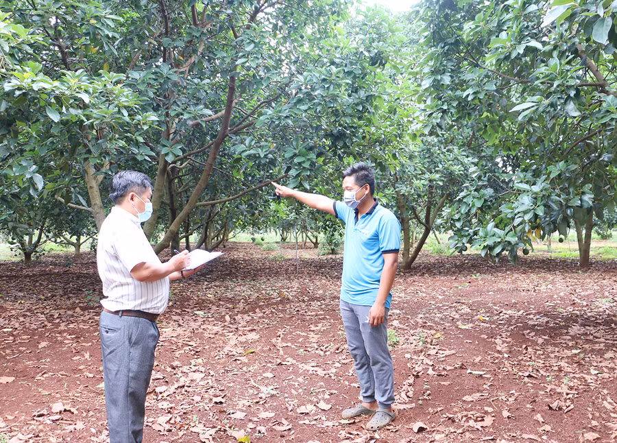 Anh Trương Văn Thức (xã Chư Pơng, huyện Chư Sê) cho biết, giá bơ 034 chỉ ở mức 18 ngàn đồng/kg, giảm hơn một nửa so với năm trước. Ảnh: Quang Tấn Diện tích bơ booth của gia đình anh Thức (bên phải) bị ảnh hưởng của thời tiết nên năng suất giảm sâu so với vụ trước. Ảnh: Quang Tấn