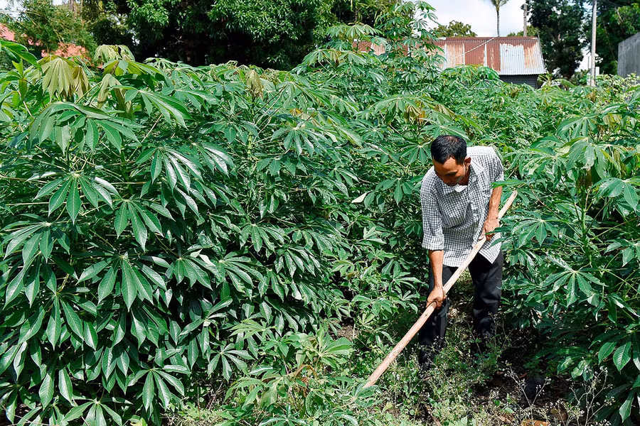 Ông Đinh Văn Blem-Chủ tịch Hội Cựu chiến binh xã Ya Ma chăm sóc cây mì. Ảnh: Lê Nam